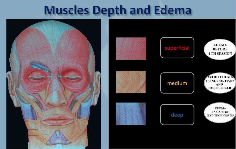 muscles-depth