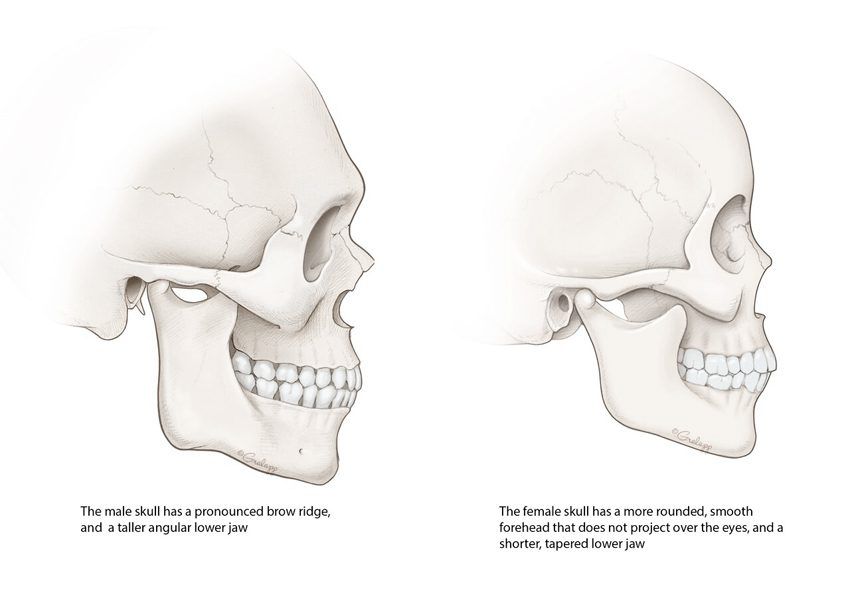 forehead skull comparison male-female