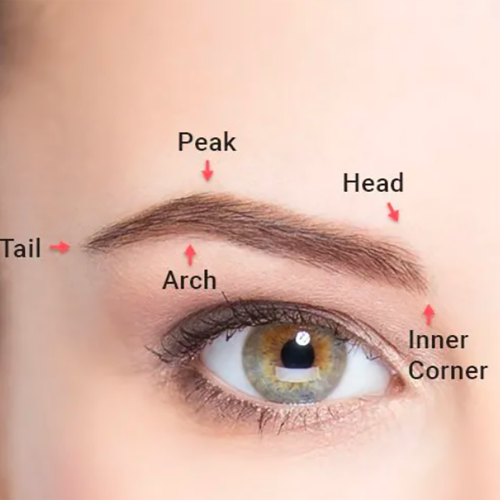 eyebrow anatomy